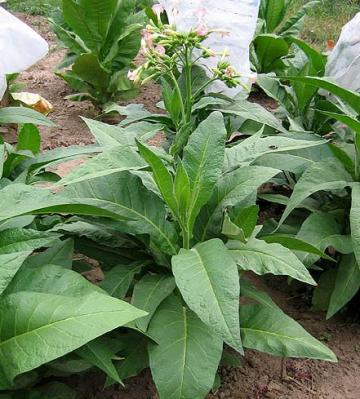 Tobacco Seeds - Mexican Filler